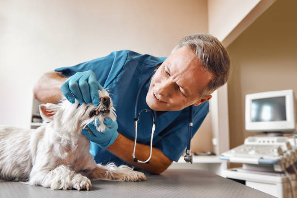 Best Emergency Care for Gum Disease in Blacksburg, SC